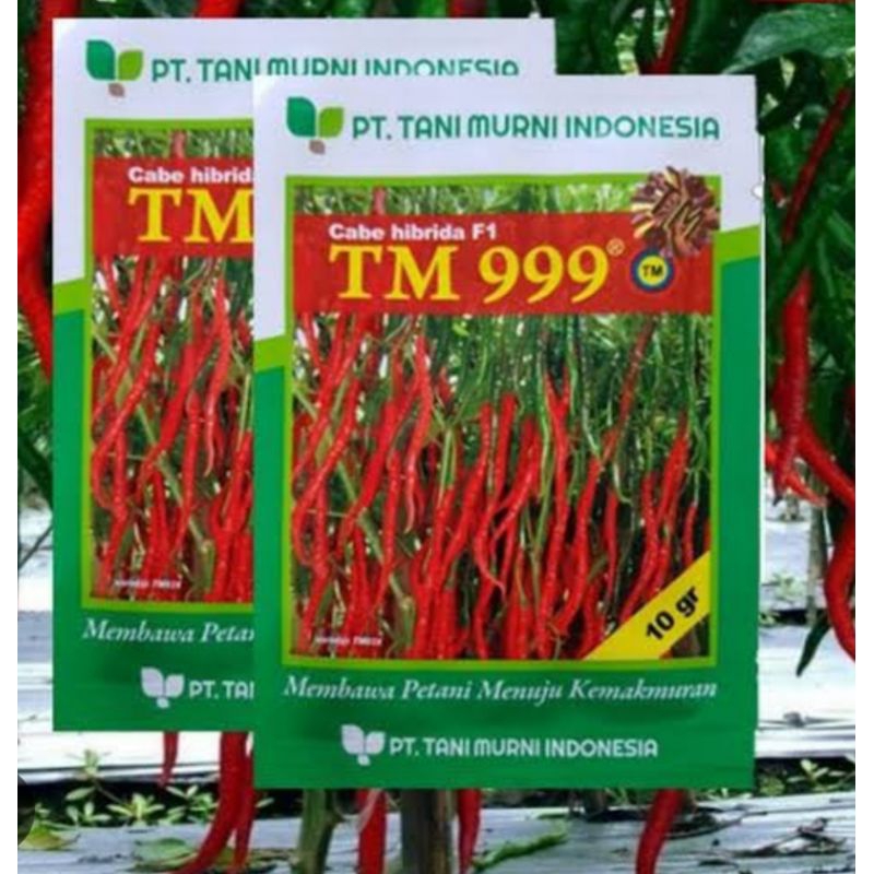 bibit cabai keriting tm 999