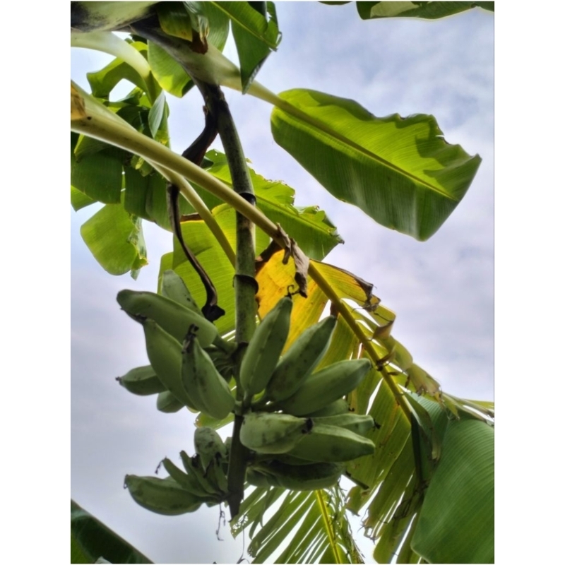 

Bibit pisang blue java banana / sobo awu