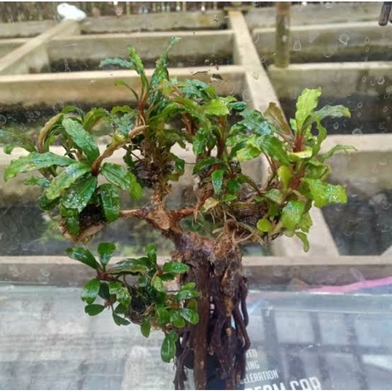 Bonsai mini daun buce daun air aquascape