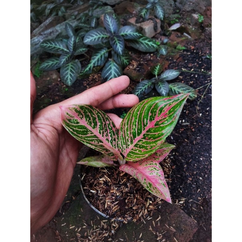 Aglonema asri merah tanian lokal