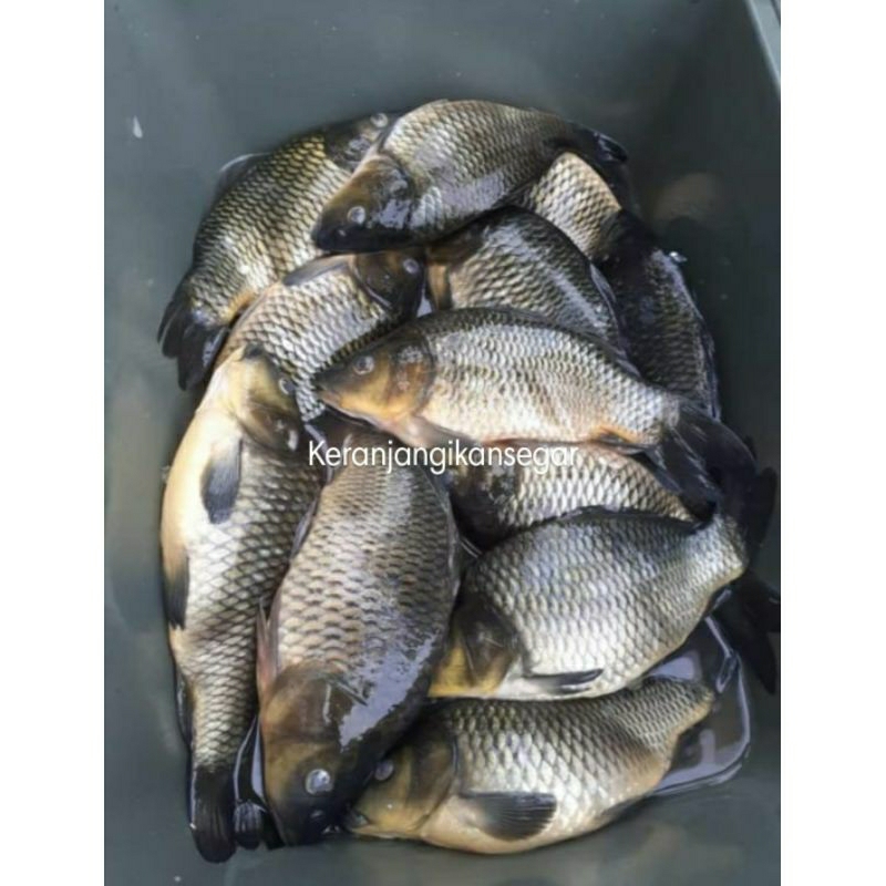 

Ikan mas segar harian berkualitas 1kg isi 2/6 (bukan frozen) free dibersihkan