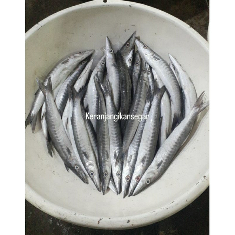 

Ikan barakuda / ikan alu alu segar harian perkg isi 4/6 (bukan frozen) free dibersihkan