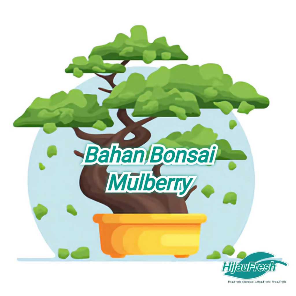 Mulberry Import Korean White Pearl Bahan Bonsai | Murbei | Besaran | HijauFresh | @HijauFresh | #Hij