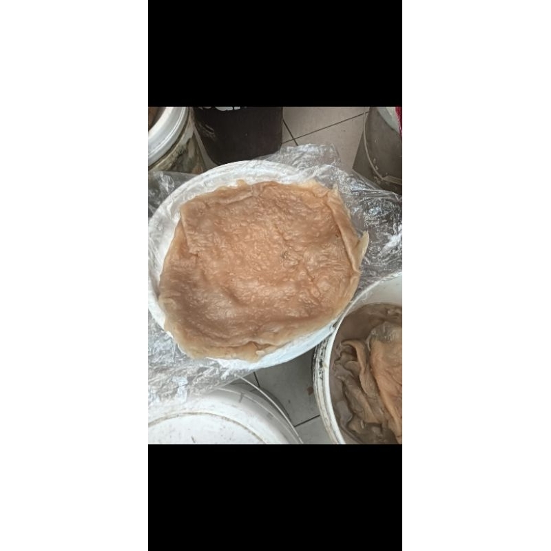 

Jelly fish /ubur - ubur body utuh 1/2 kg
