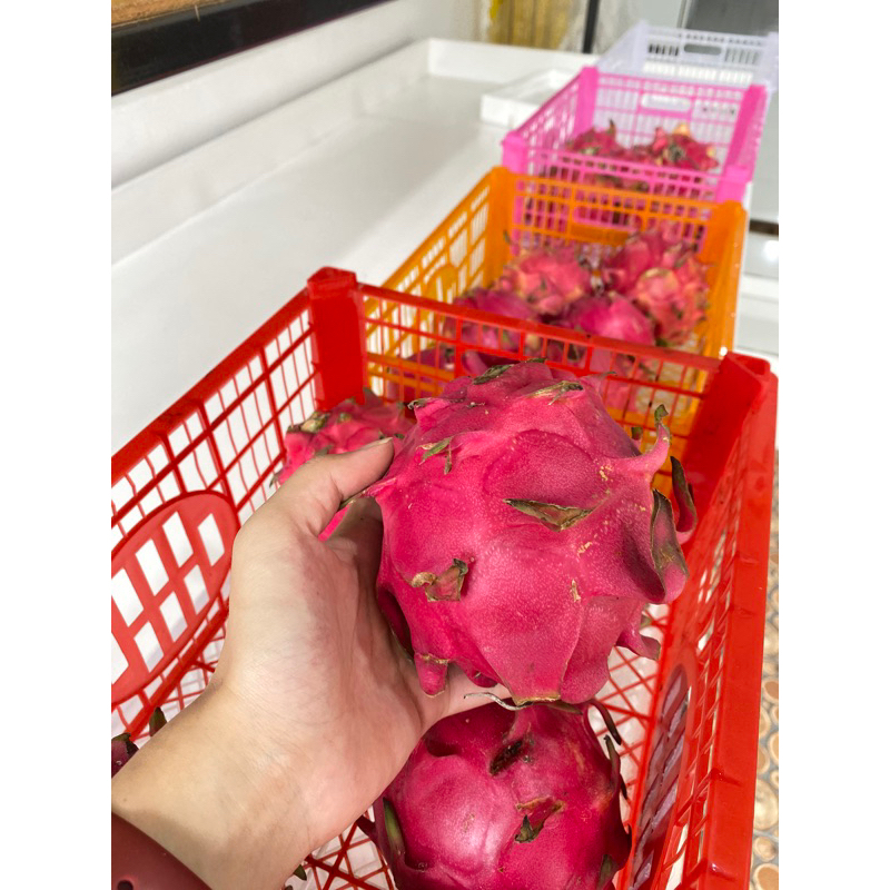 

buah naga