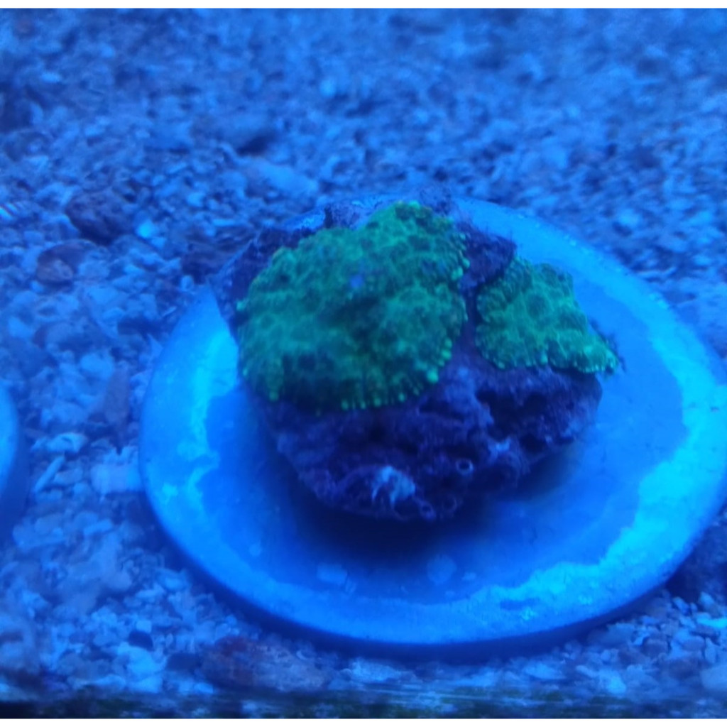 

Jamur Bulu Hijau [FRAG] - Green Small Hairy Elephant Ear