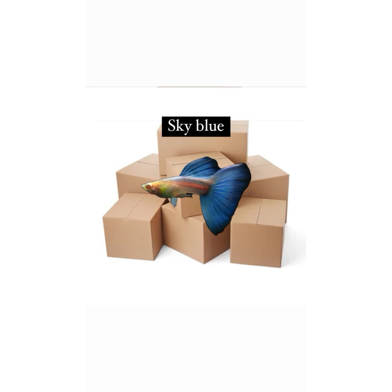 

Kardus Packing SKY BLUE