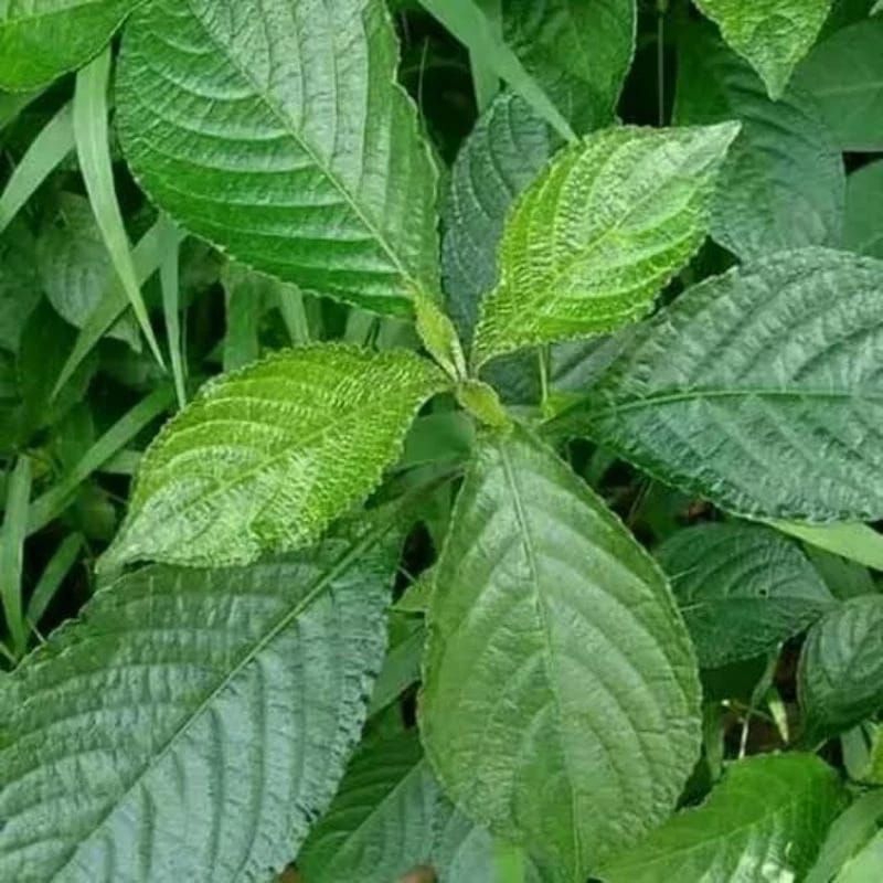 

daun kejiibeling pecah beling berkasiat 10 lembar petik dadakan organik