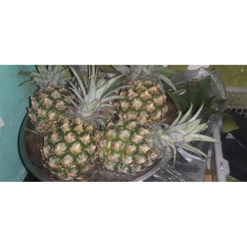 

buah nanas kecil 1 buah