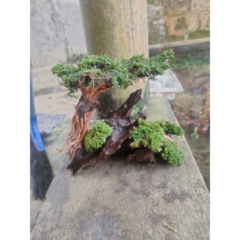 bonsai kayu rentek aquascape murah