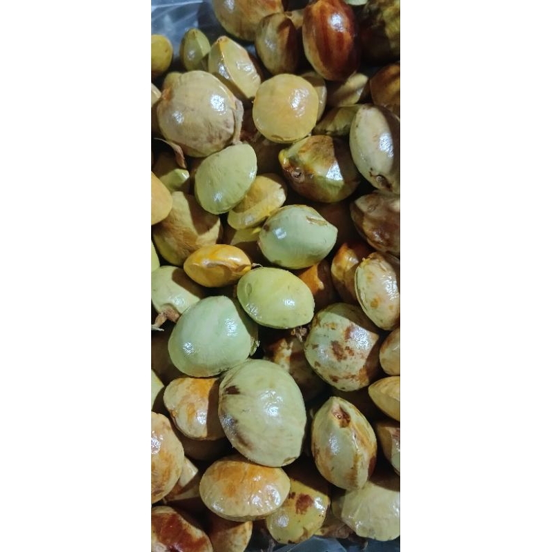 

Jengkol Muda