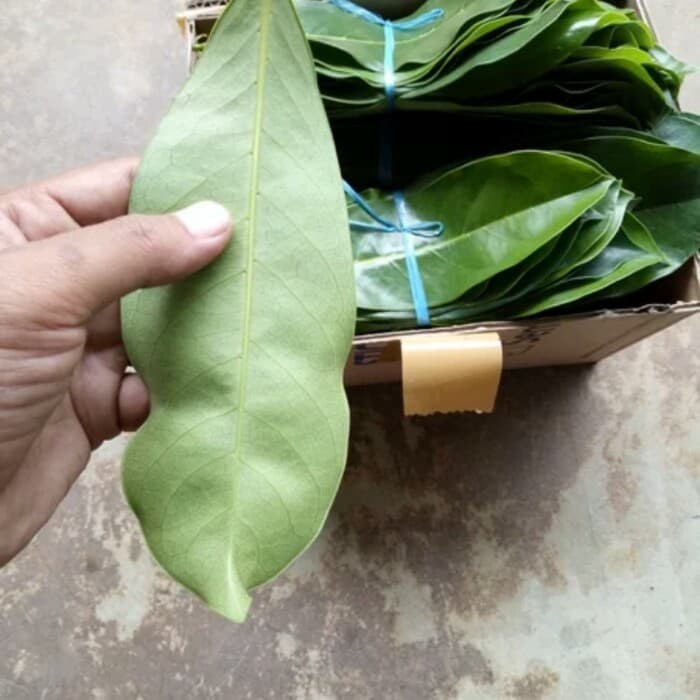 

KUKURING Daun Sirsak Segar 100 Lembar