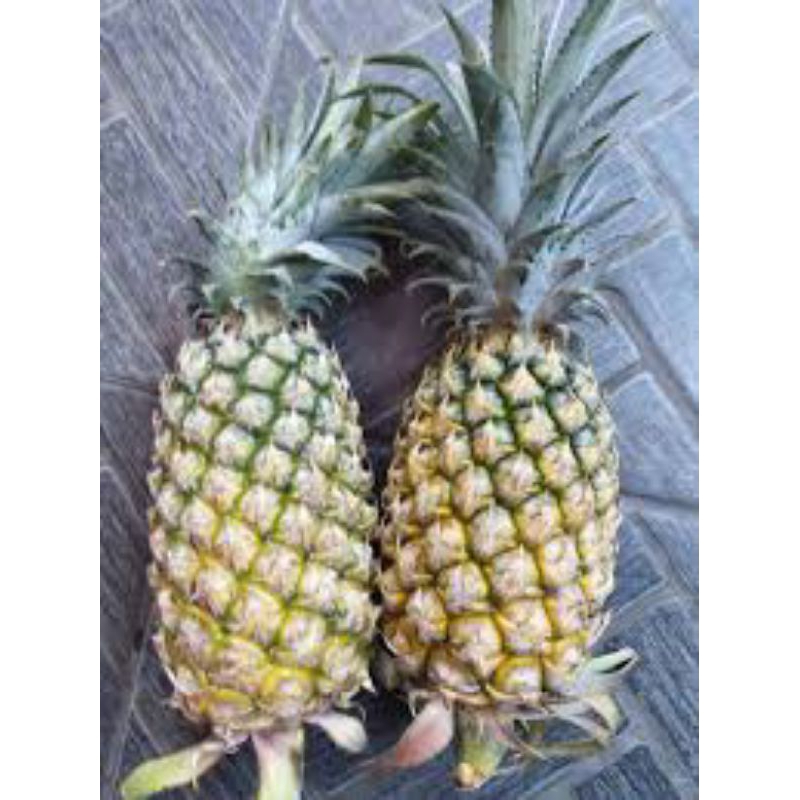 

nanas Palembang perbuah
