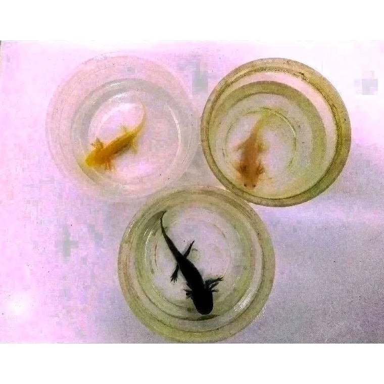 KODE V63C mainan ikan axolotl banyak varian