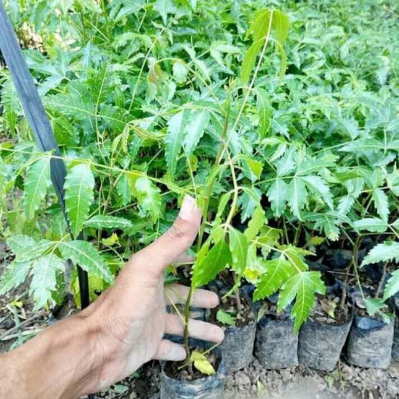 Dapat 3 Bibit Mimba Atau Mimbo Asli Banyak Manfaat | Bibit Tanaman Mimba Termurah Di Shoppe