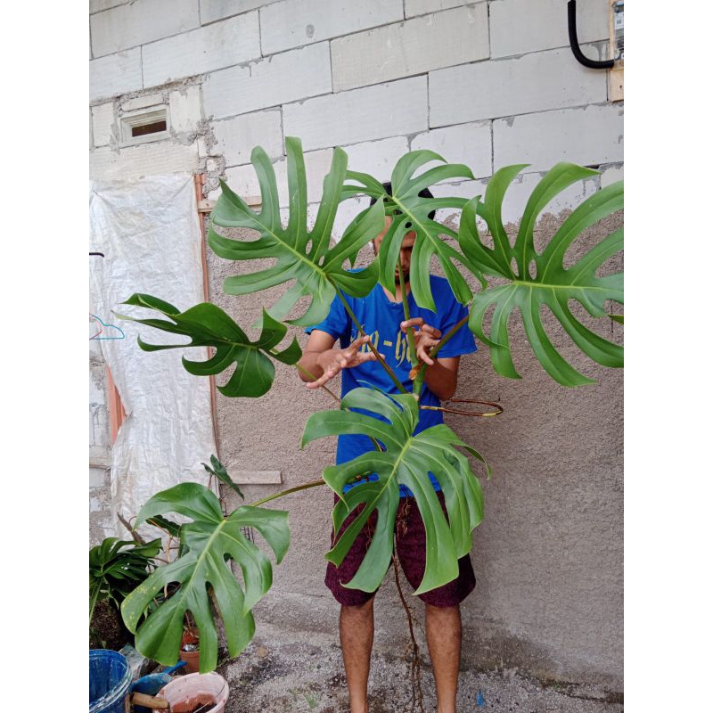 Monstera Brazilian Form Besar