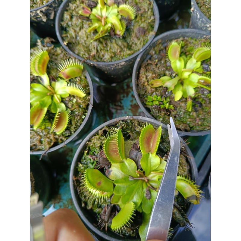 tanaman karnivora//Venus fly trap//vft bio 52