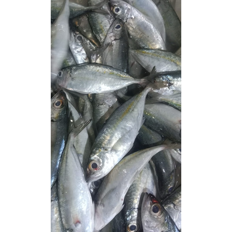 

ikankembungmatabesar