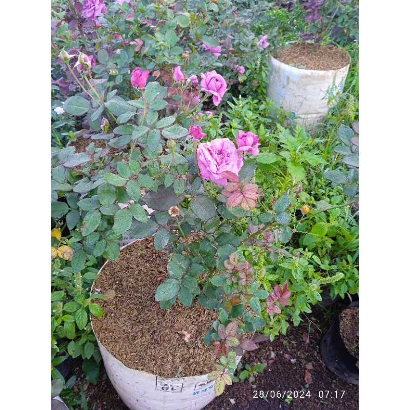 indukan Claude Brasseur