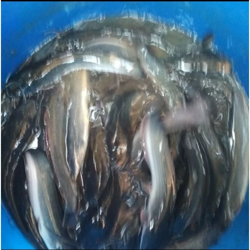 

Ikan Lele Segar Fresh Hidup 1kg - 500gram