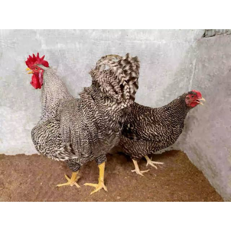 

TELUR FERTIL AYAM PETELUR HANDAL BARRED ROCK ORI UNTUK DI TETASKAN
