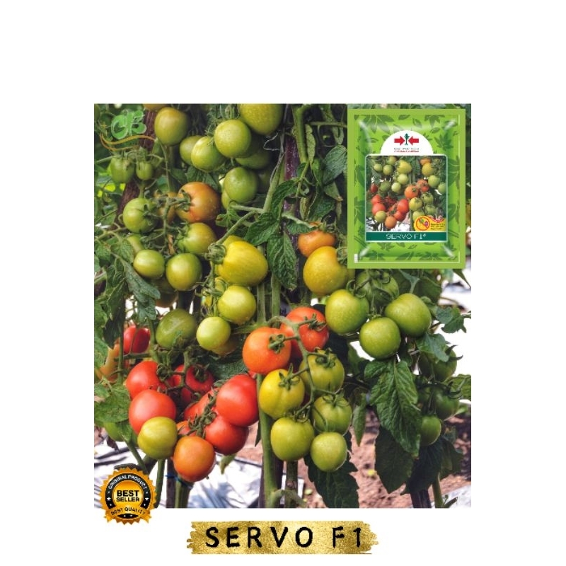 Benih tomat servo isi (25 butir), Bibit tomat SERVO F1