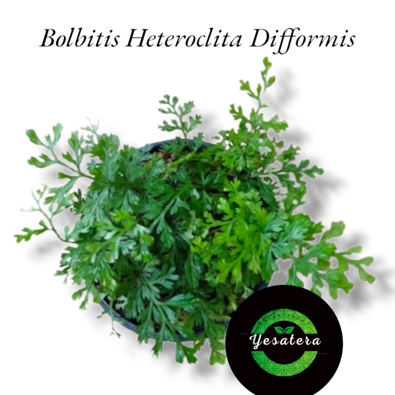 Tanaman hias/aquascape/terrarium/paludarium/"Bolbitis Heteroclita Difformis"