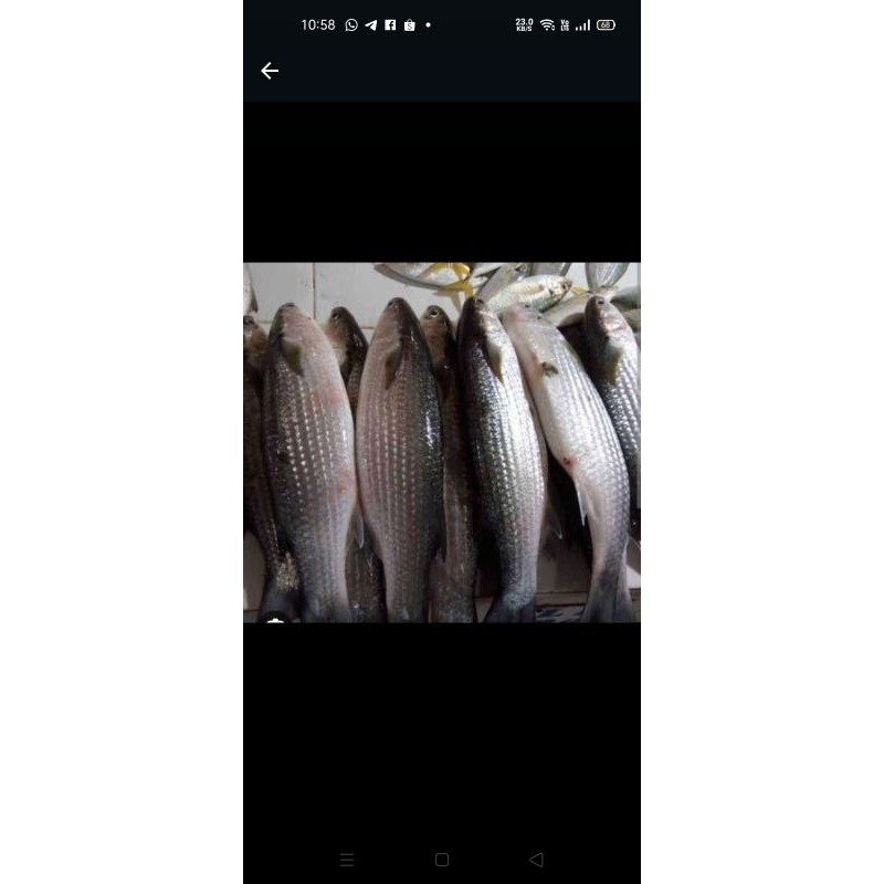 

Ikan Belanak