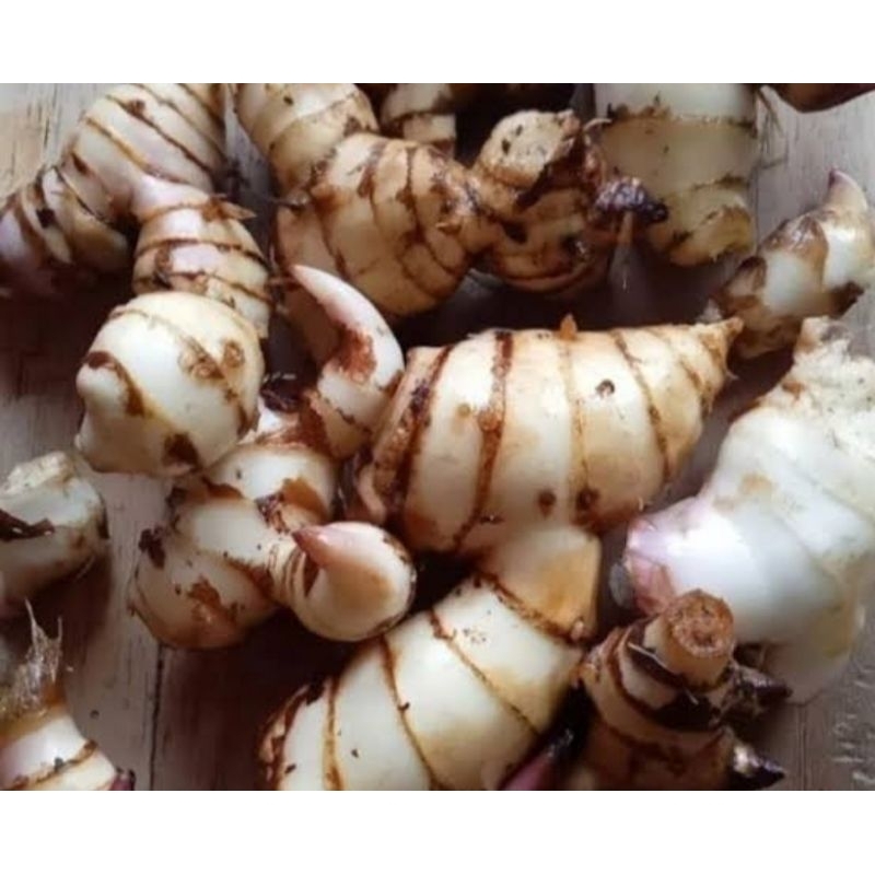 

Paket 500 gram umbi ganyong putih bisa untuk bibit