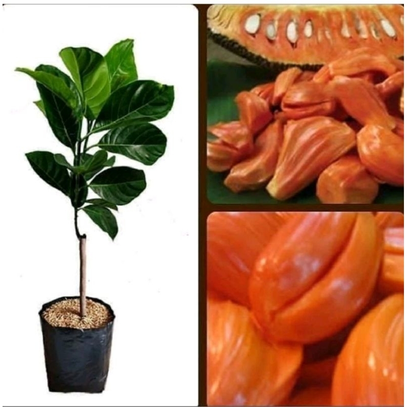 BIBIT NANGKA MERAH OKULASI