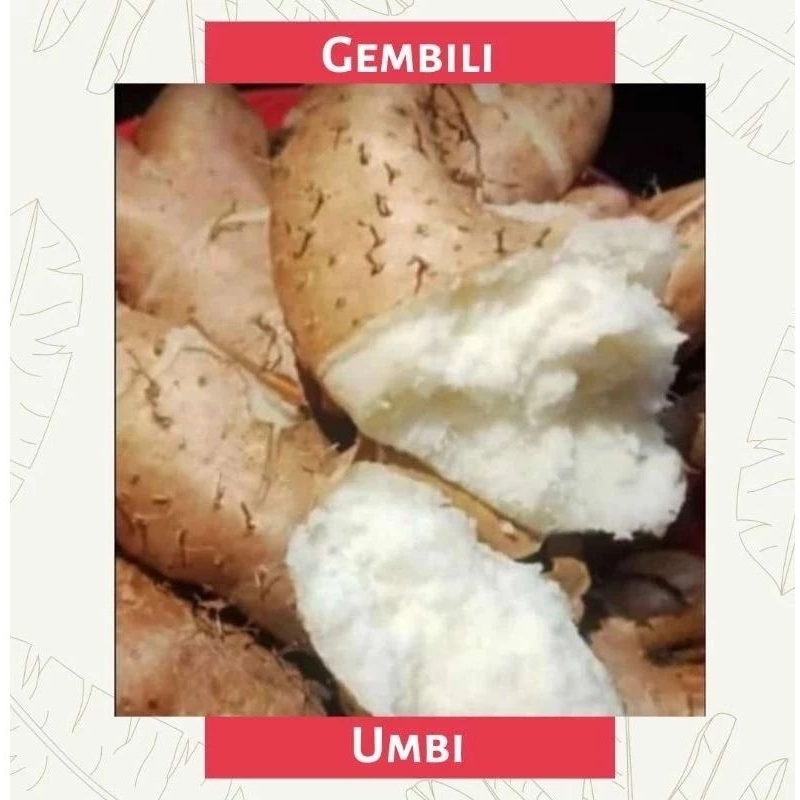 

UMBI GEMBILI / PENGGANTI NASI / MAKANAN POKOK MURAH ( 1 KG )