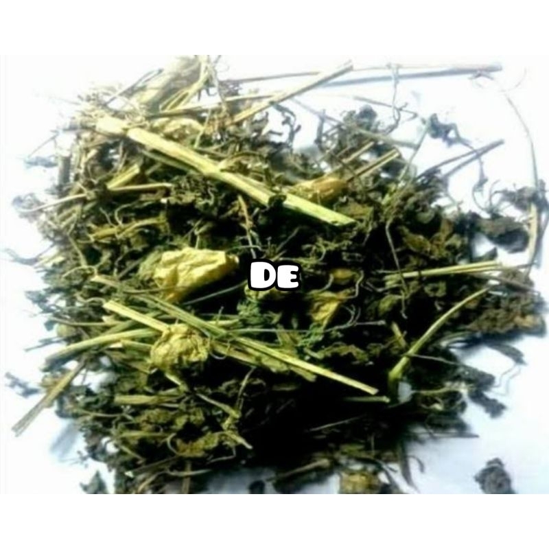 

Daun ciplukan kering natural organik herbal alami