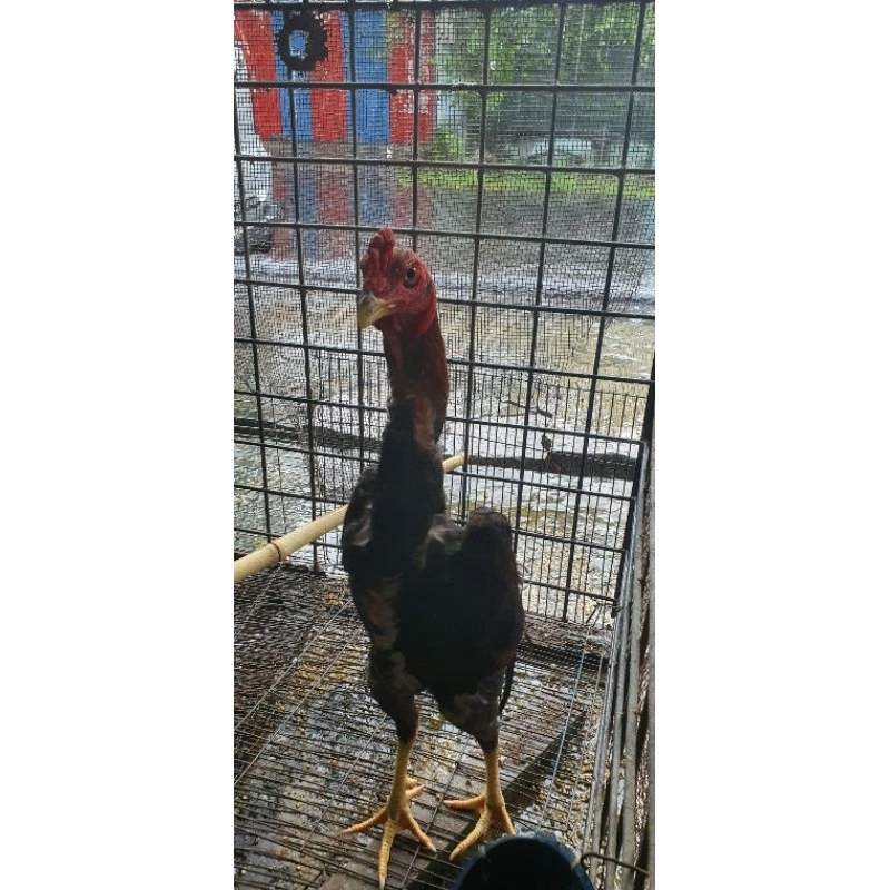 AYAM SIAM JANTAN DEWASA