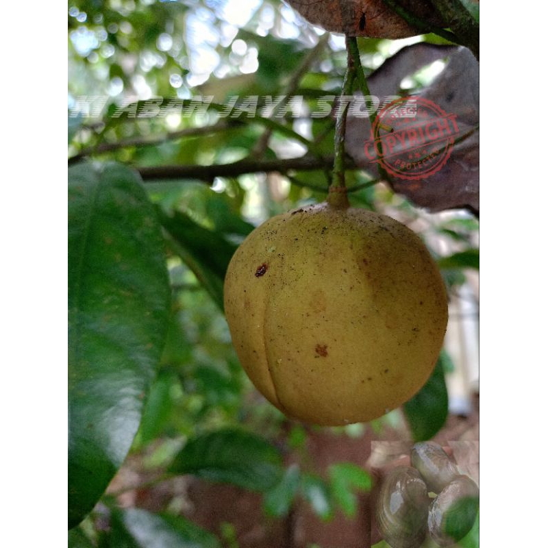 

Buah Pala utuh baru petik tanpa kupas 1 kg