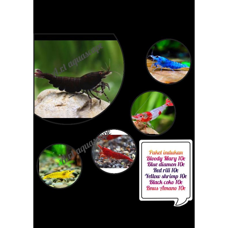 hiasan akuarium paket udang hias indukan 60pcs gransi 100%