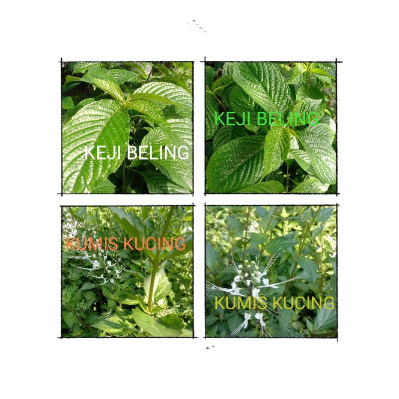 

paket hemat daun kumis kucing dan keji beling 100gr meluruhkan batu ginjal