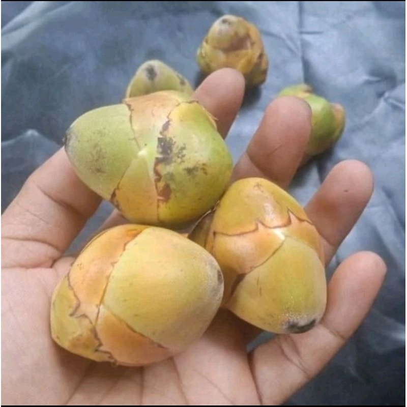 

Beluluk buah kelapa - tembuluk kelapa