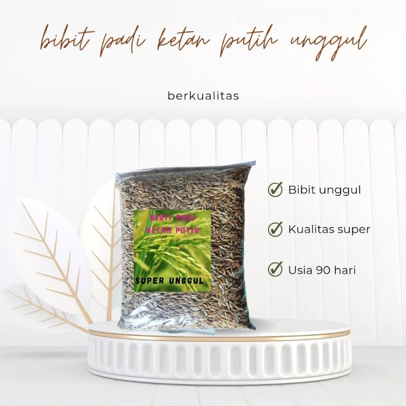 BIBIT PADI KETAN PUTIH UNGGUL PER 1KG