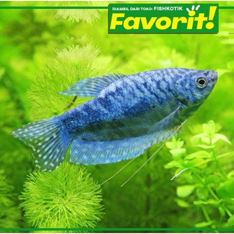 Paket Koloni (isi 10) Sepat Hornsby Blue Gourami Ikan Hias Aquascape Hiasan Aquarium Tanaman
