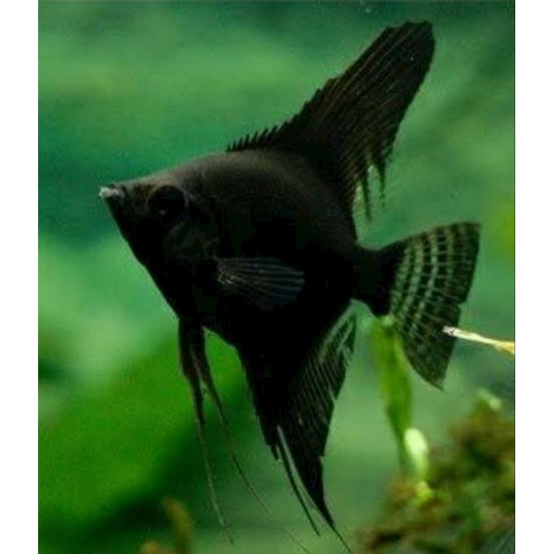 Aksesoris aquarium(Manfish black angel)