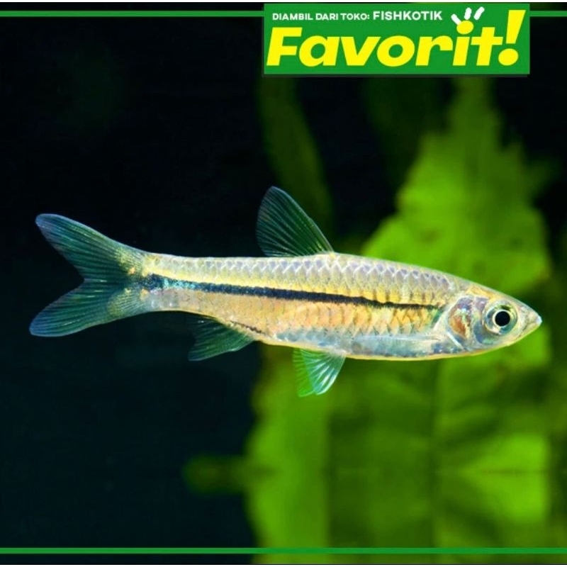 Wader Rasbora Ikan Hias Aquascape Hiasan Aquarium Tanaman Air Tawar