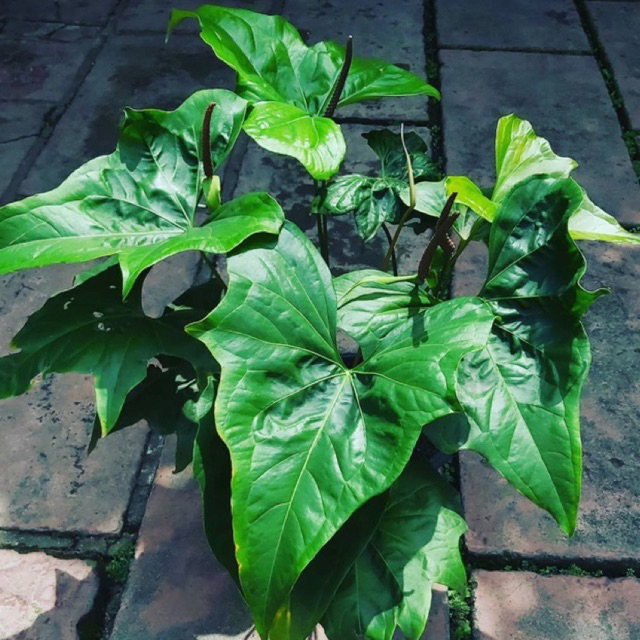 Anthurium pterodactyl baby