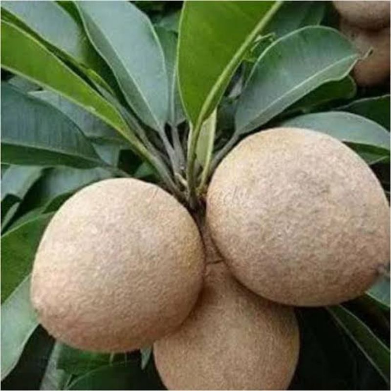 Bibit sawo alano jumbo okulasi