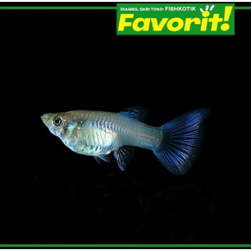 Guppy Blue Moscow Betina Ikan Hias Aquascape Hiasan Aquarium