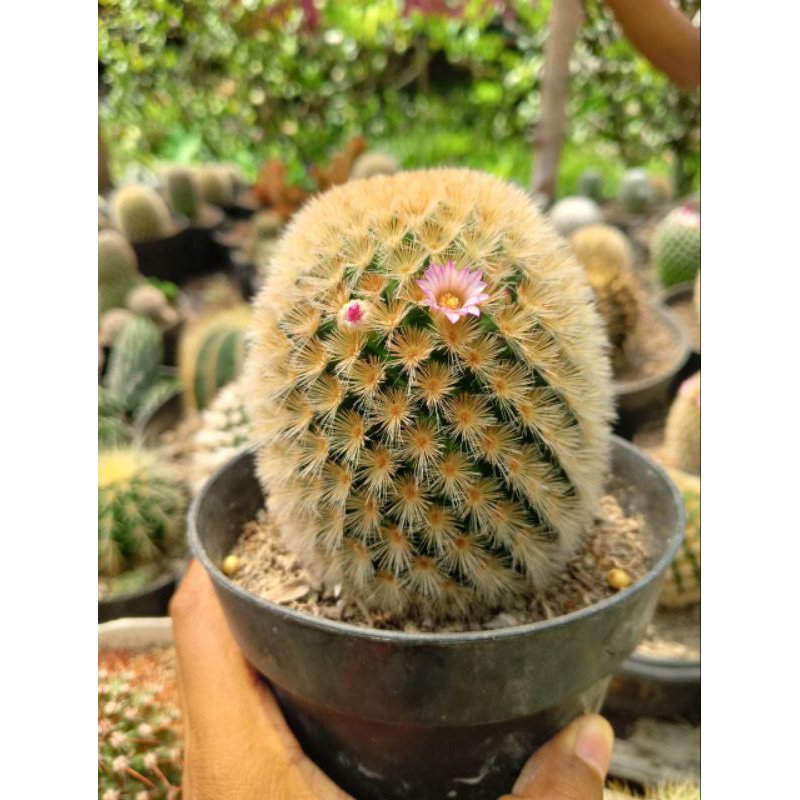 Kaktus Mammillaria Carmenae Kuning Ukuran Sedang