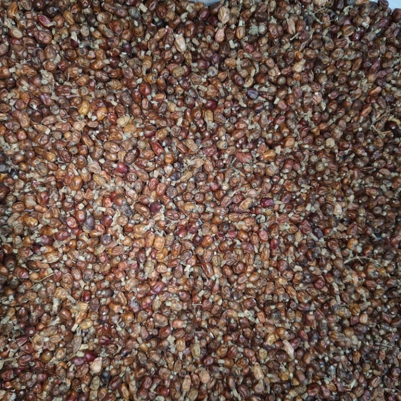 

Buah laja kering 1 kg / buah biji laos