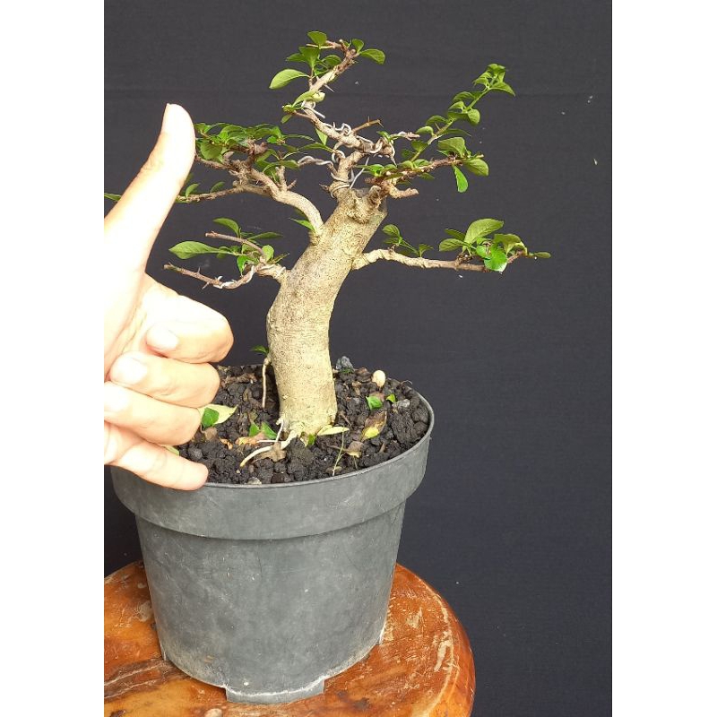 Bonsai Delima Batu