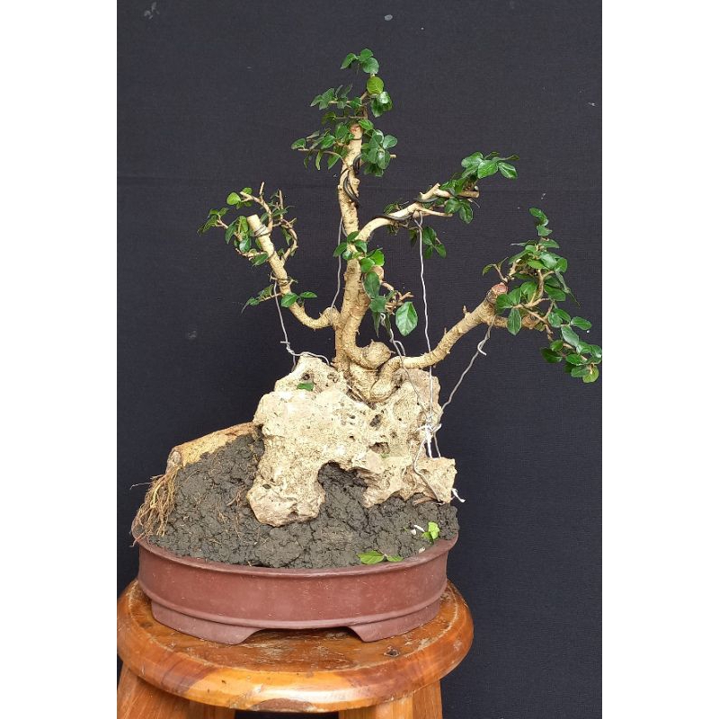 Bonsai serut grouping OTR