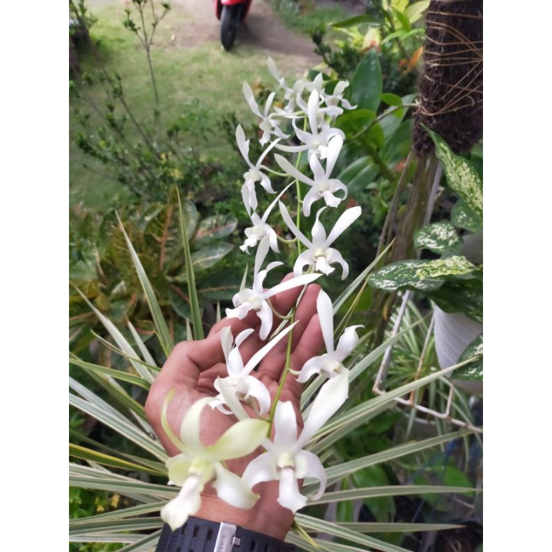 Dendrobium. Capung Jawa