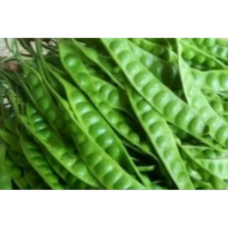 

sayur Pete 1 lonjong/ pcs lalapan fresh hijau terlaris murah